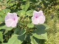 Morning glory has purple or pink flowers in nature garden Royalty Free Stock Photo